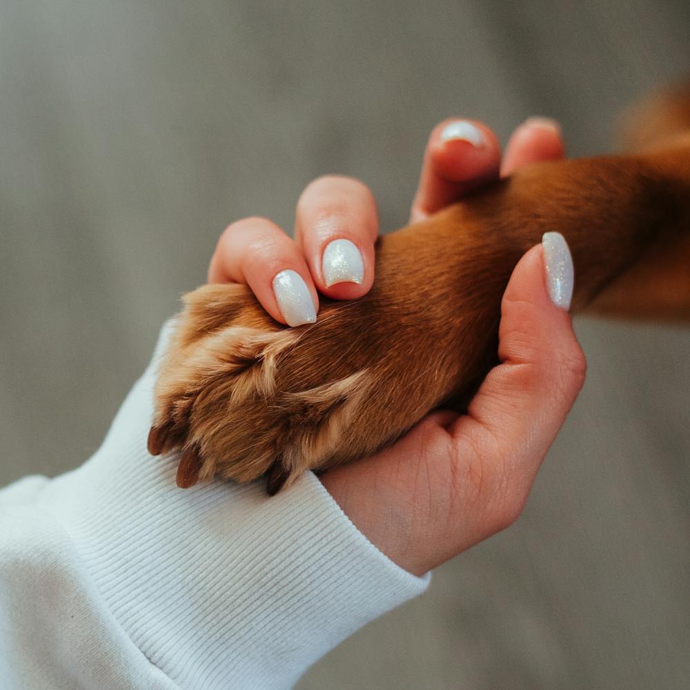 Hand examining a dog's paw.