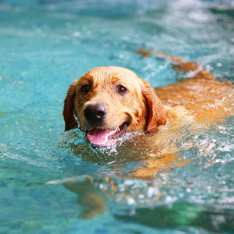 a labrador swimming