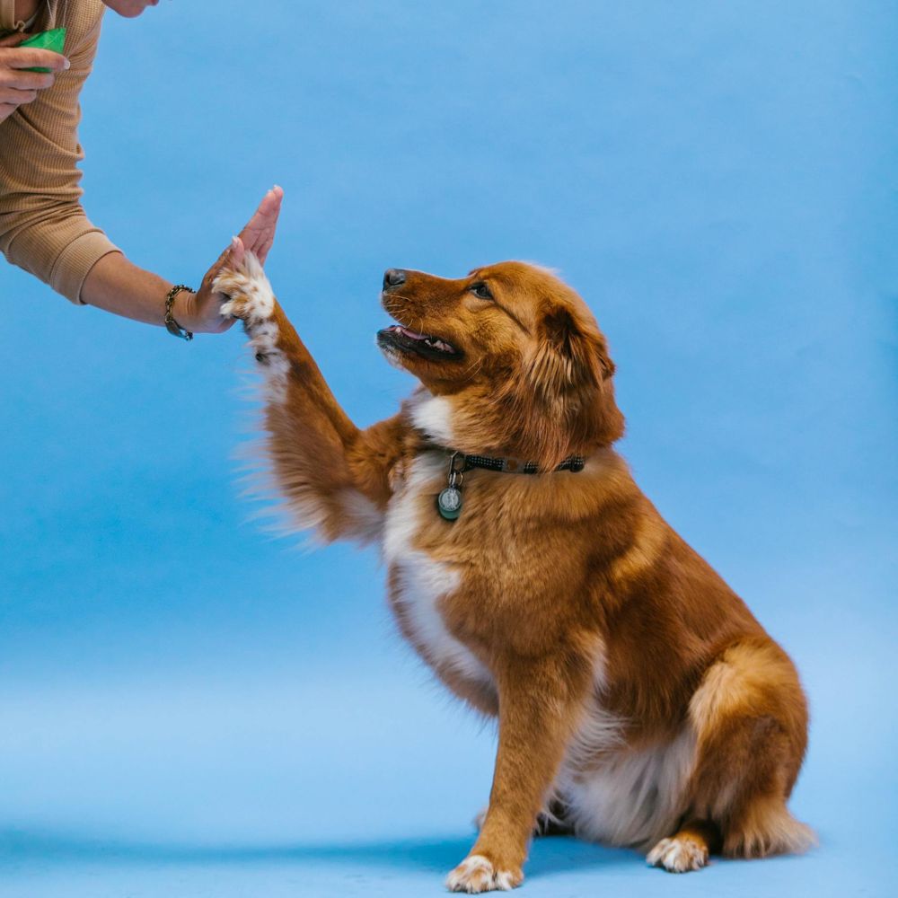 Teaching a dog to give high five