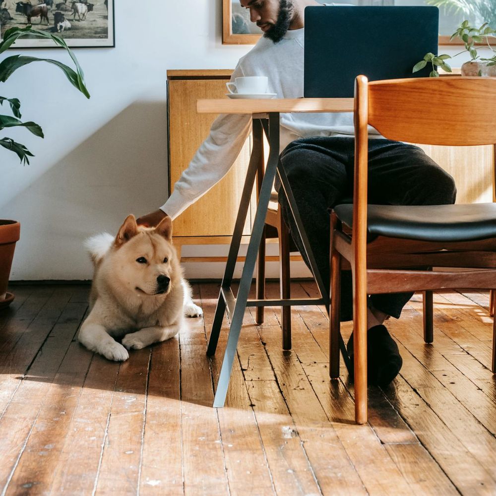 The dog is given a command to lie down by the owner