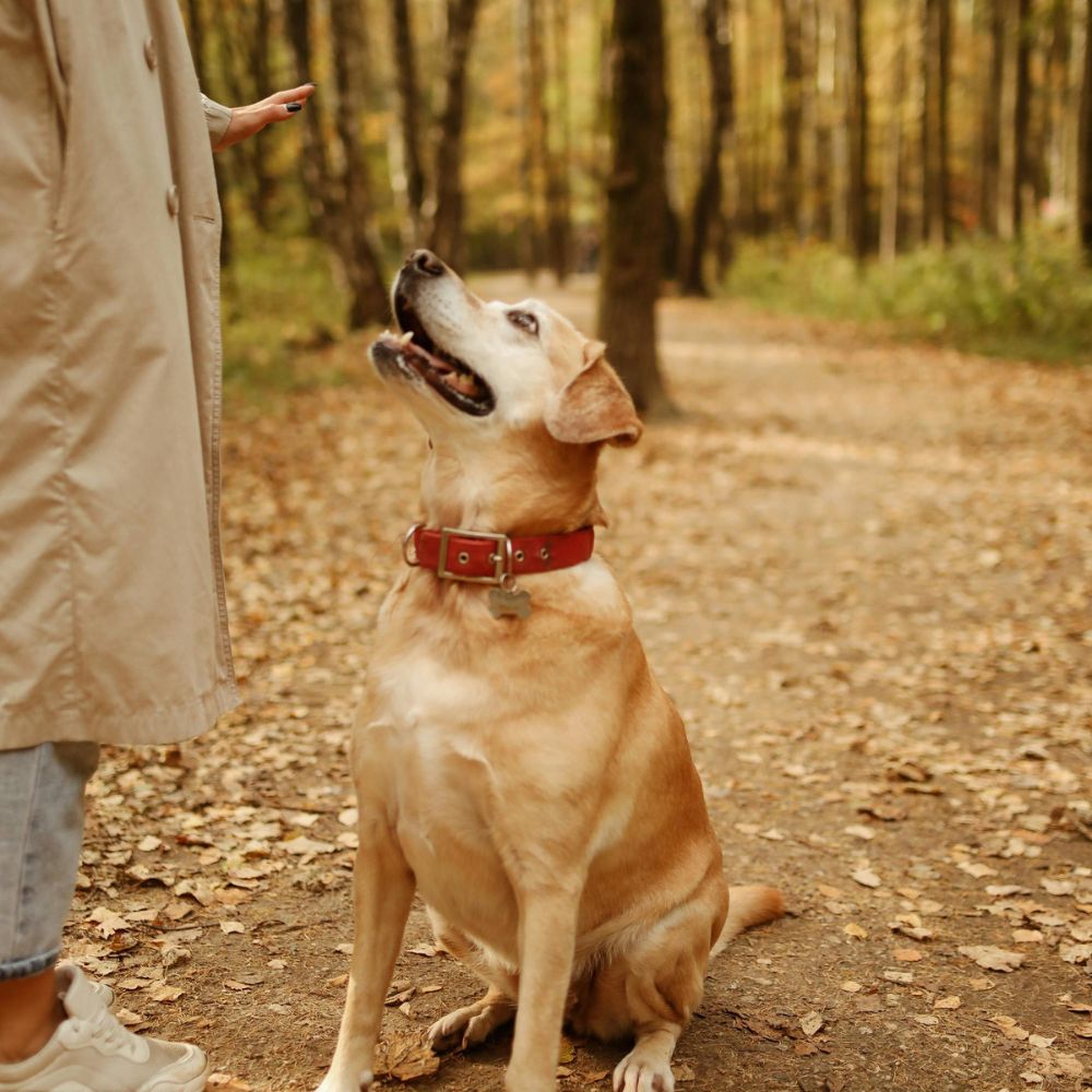 The dog being commanded to stay put by the owner