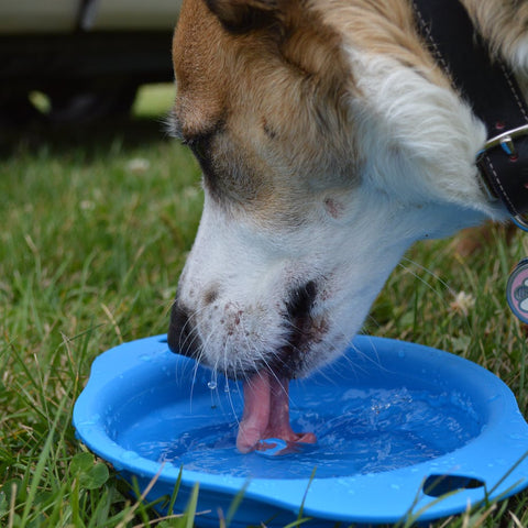 A dog drinking water from his bowl