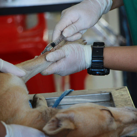 a vet giving a sick dog an injection