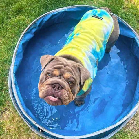 a puppy in an inflatable pool