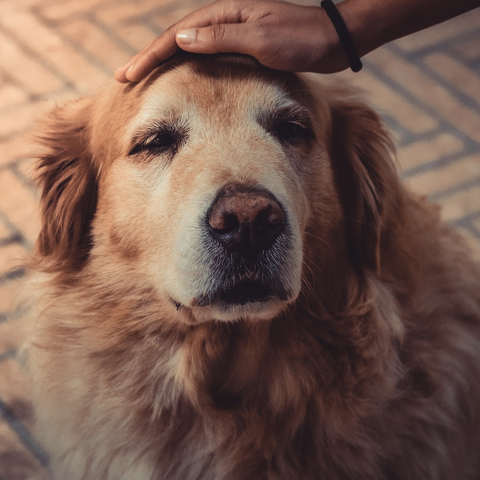 an elderly dog struggling with separation anxiety