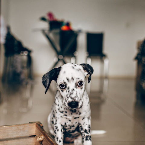 a sad looking dalmation pup
