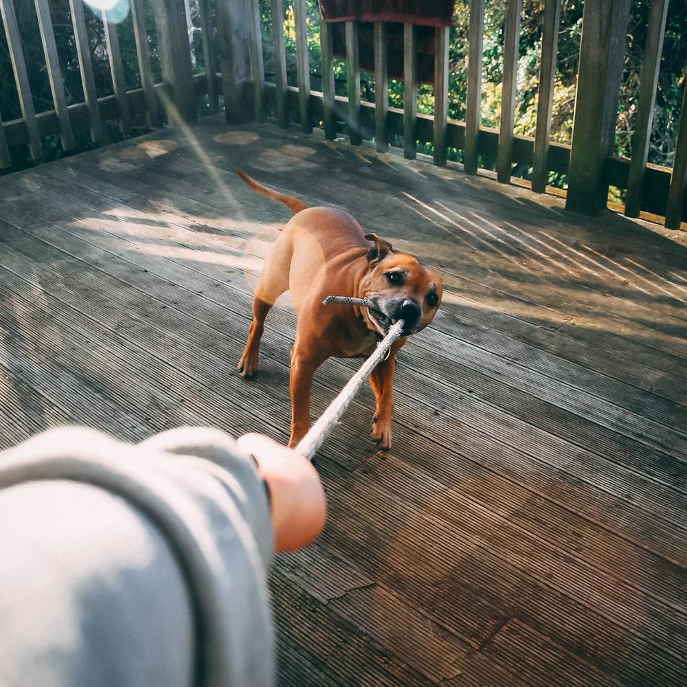 Person playing fetch with a dog using a stick