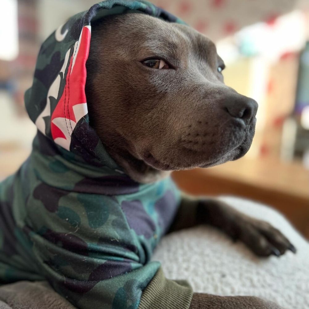 Dog wearing a hoodie