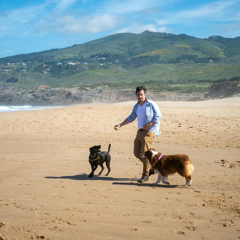 Man playing fetch with two dogs using a tennis ball at the beach