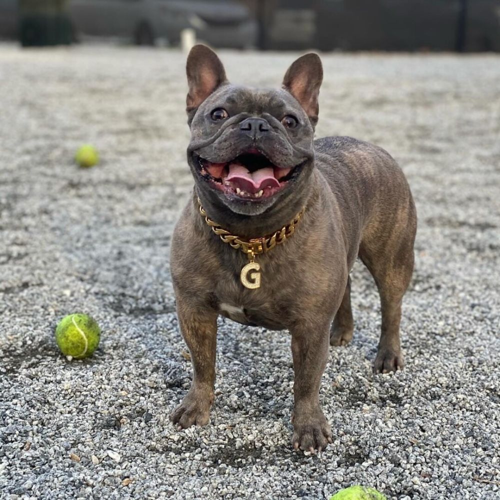 Dog looking ready to play with a tennis ball