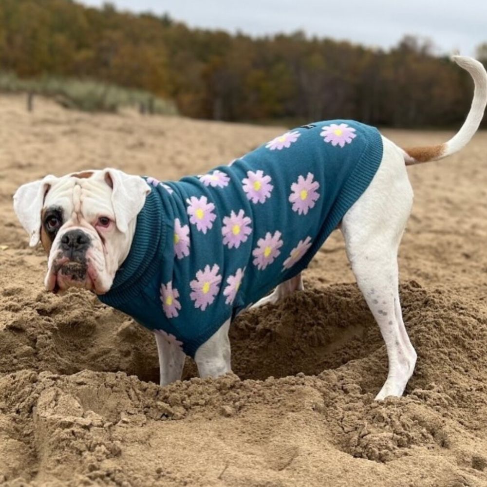 Playful pup digging the ground on the beach