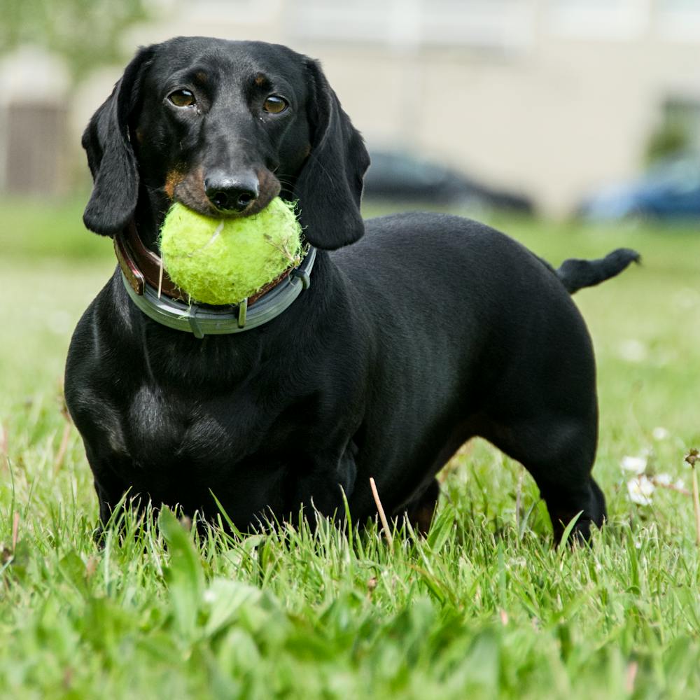 Dog holding a tennis ball in its mouth playing fetch