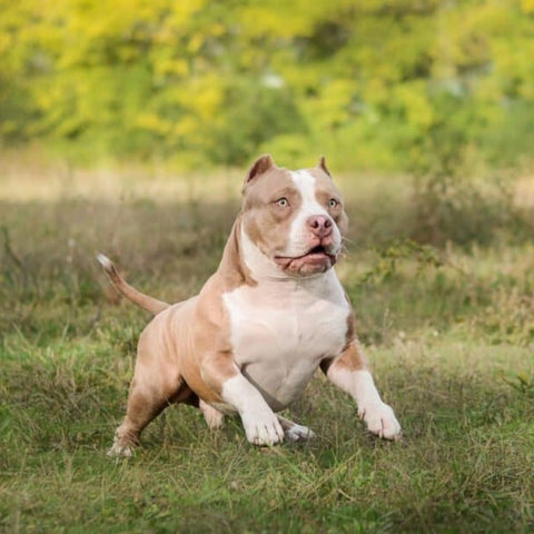 an exotic pitbull