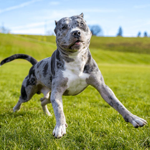 exotic merle pitbull