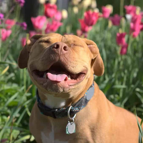 exotic red nose pitbull