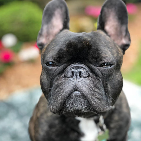 Black French Bulldog