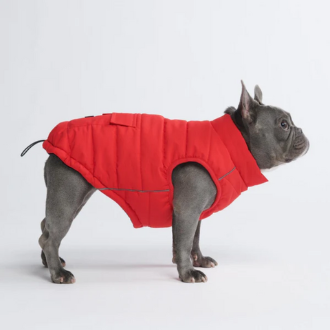 a french bulldog wearing a jacket