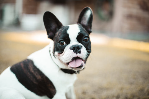 Black and whie French Bulldog