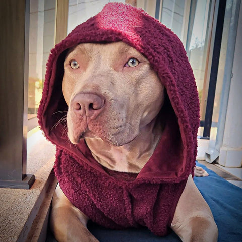 Pit bull wearing a hoodie