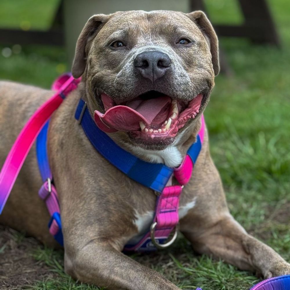 Happy dog lying outside, relevant to the topic: how long can a dog go without eating