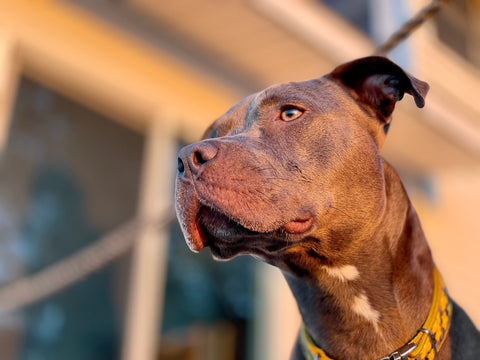 Brown pit bull