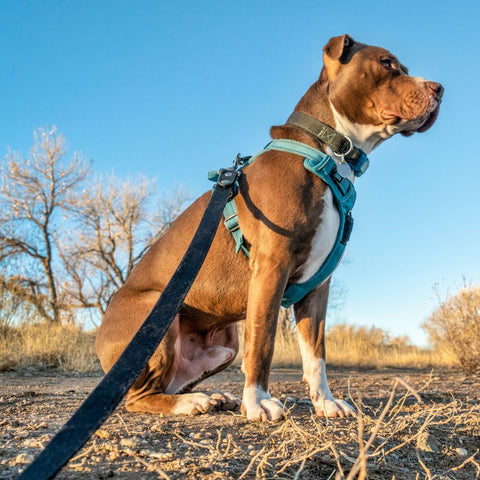 a pitbull wearing a harness