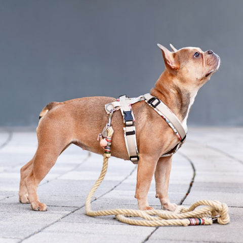 a small dog in a step in harness