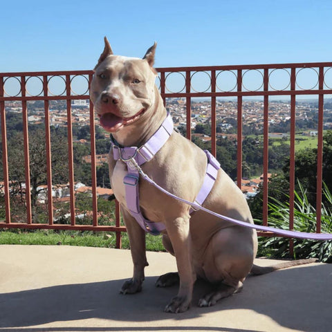 a pitbull wearing a dog harness