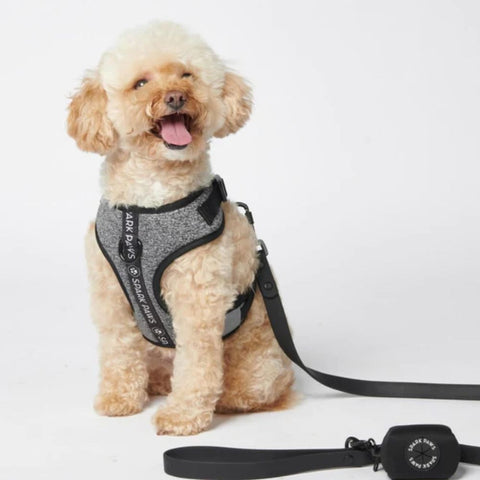 a poodle wearing a dog harness