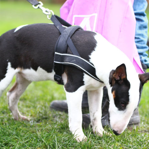 a pitbull wearing a dog harness