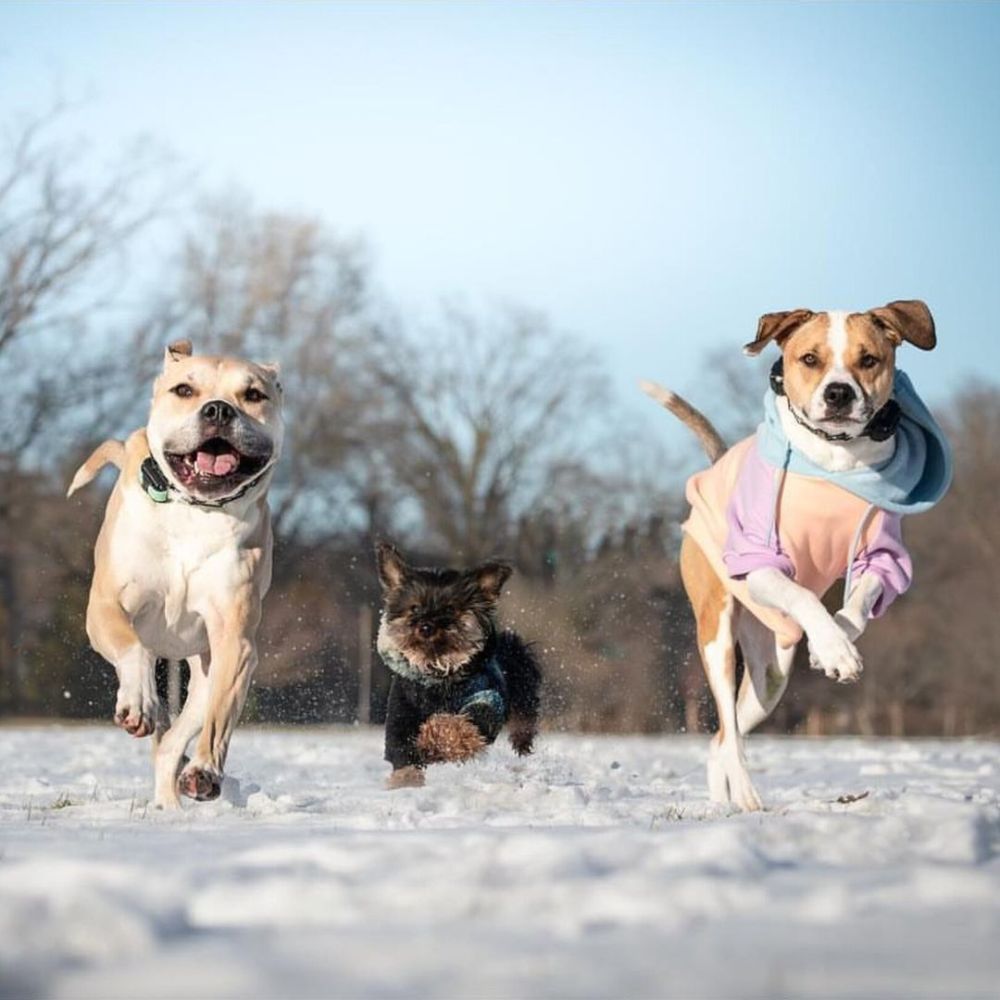 Three  dogs of different breeds racing each other
