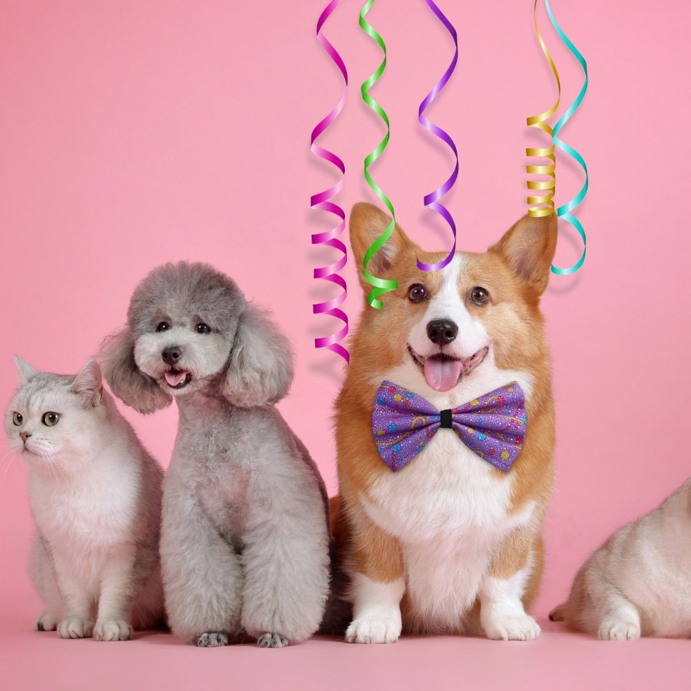 A Corgi wearing a colourful bow tie sits between a fluffy poodle and a white cat against a pink