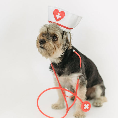 a cute dog wearing a nurses hat