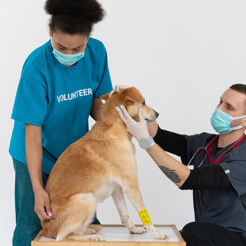a sick dog being examined by a vet