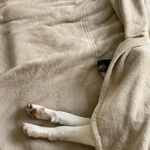 a sick dog lying under a blanket