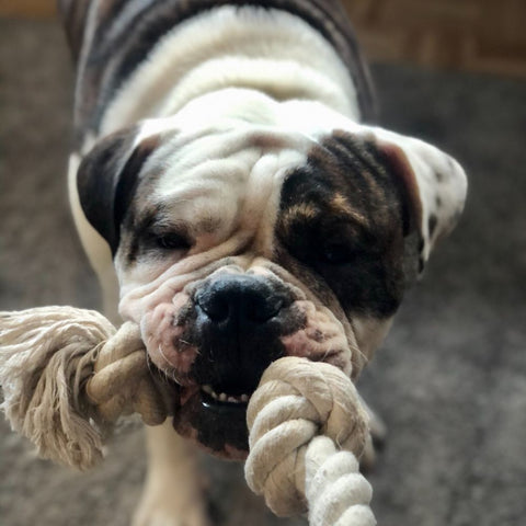 a bulldog playing tug of war with a rope