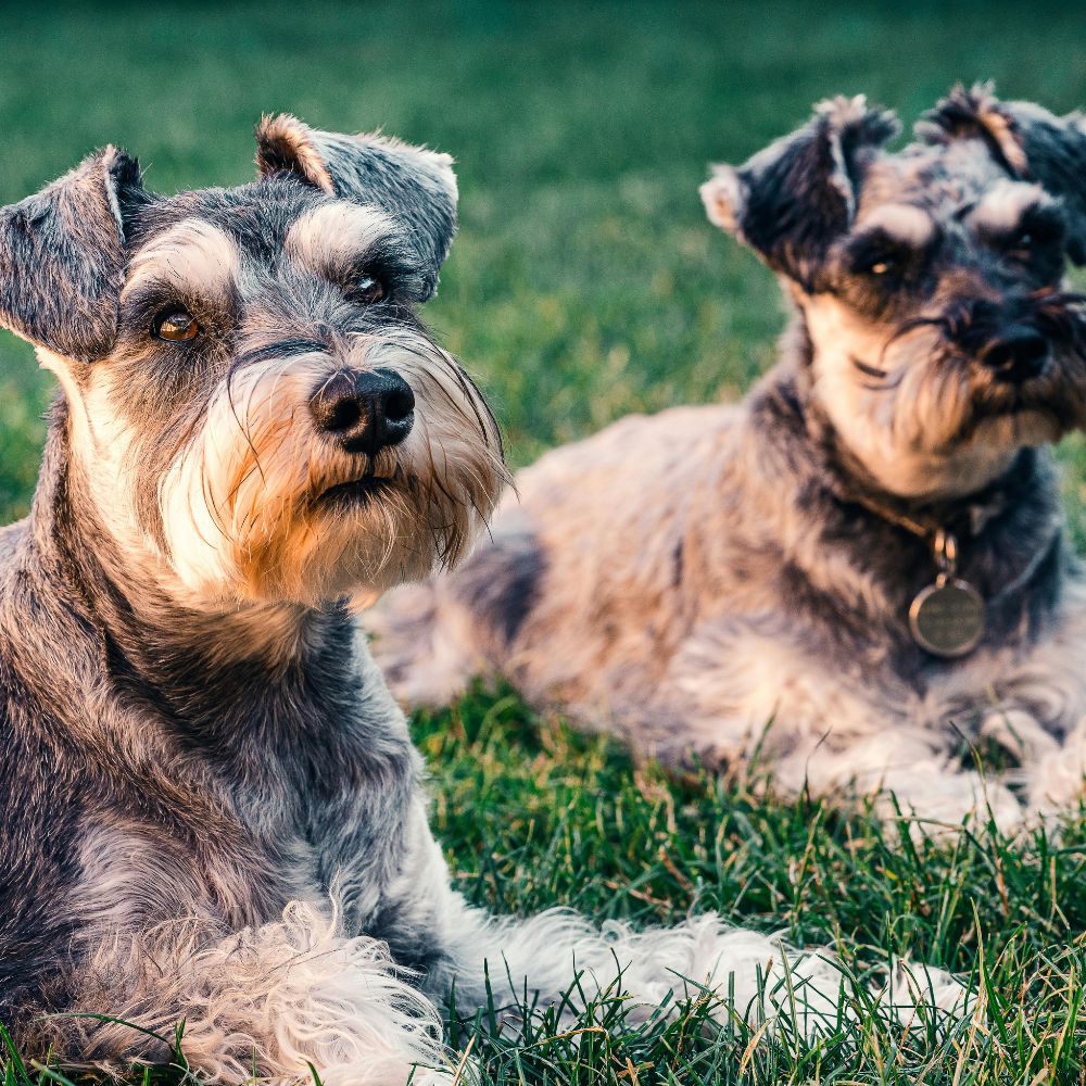 Dogs enjoying outdoor venture lying on a grass