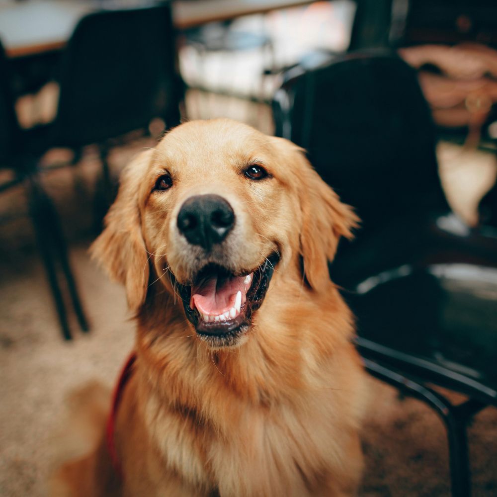 A seated resident dog