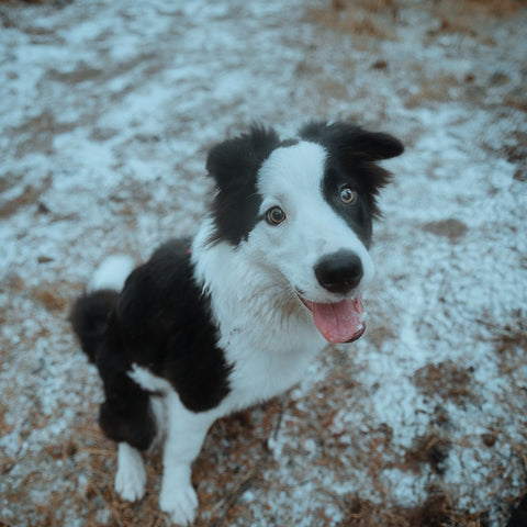 a border collie in the snow