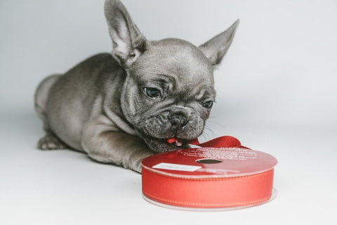 frenchie chewing