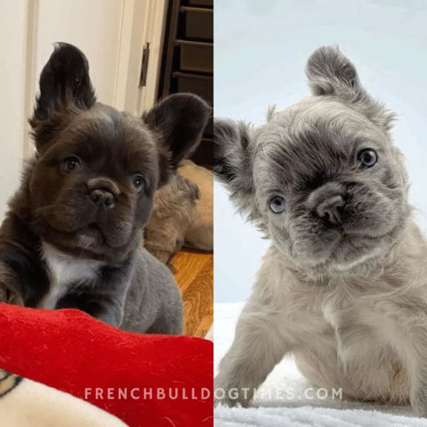 two long haired french bulldogs