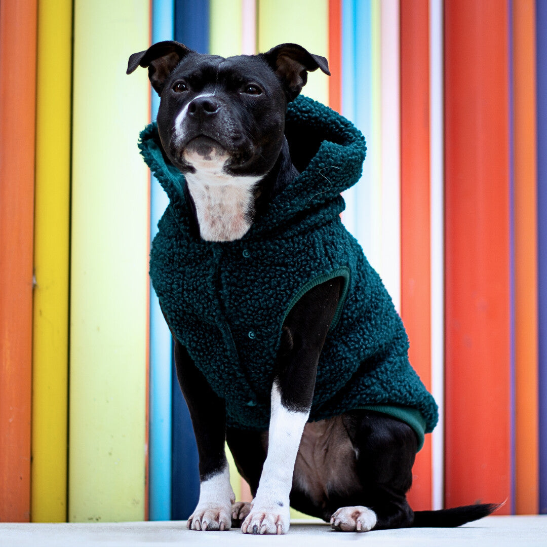 Ein Hund mit einem grünen Pullover sitzt auf einer Parkbank vor einer bunten Wand.