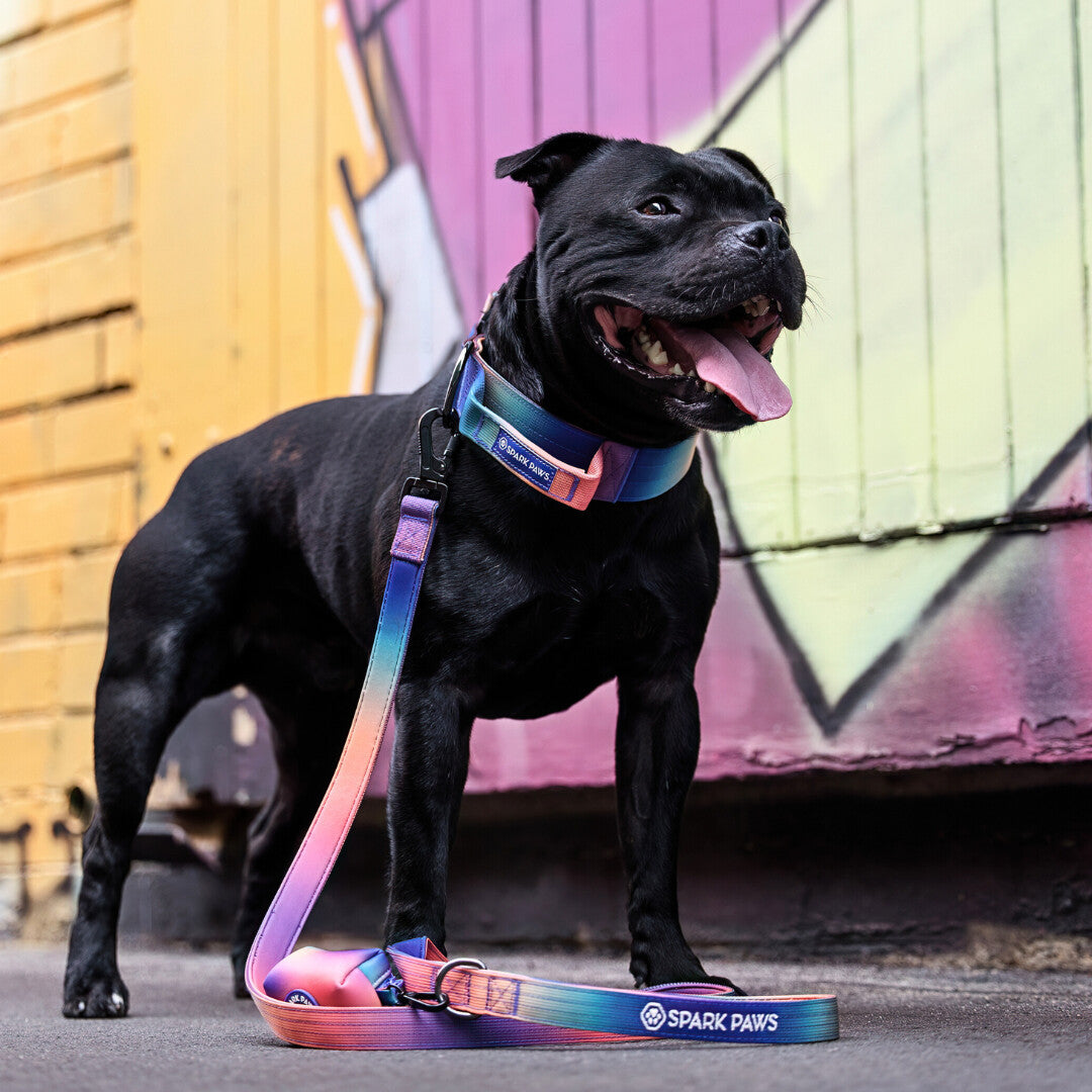 Auf der Straße steht ein Hund, der ein Halsband- und Leinenset von Spark Paws trägt.