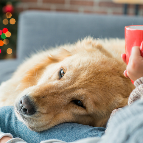 a happy retriever dog lying on his owner's lap