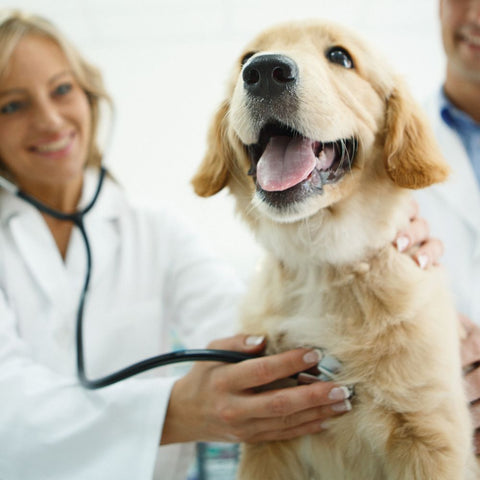 a happy dog at the vet