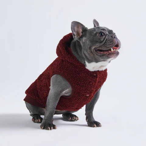 A french bulldog wearing a coat