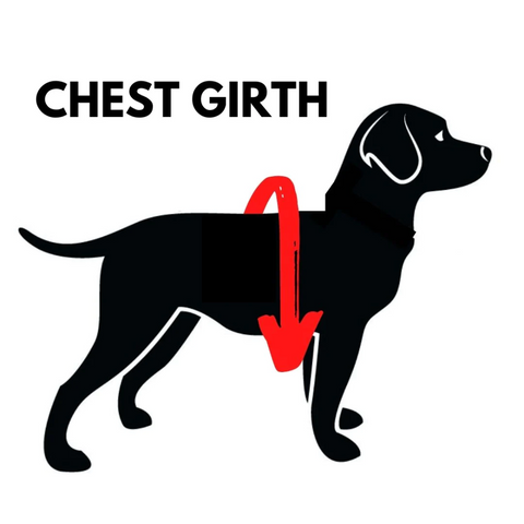 sketch showing how to measure a dog's girth