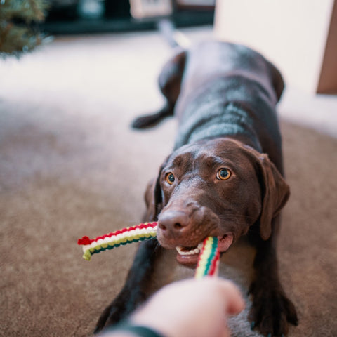 A brown dog tugging on a rope