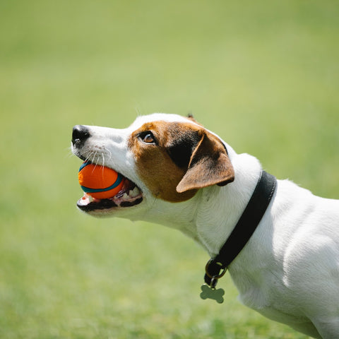 A dog with a ball in his mouth