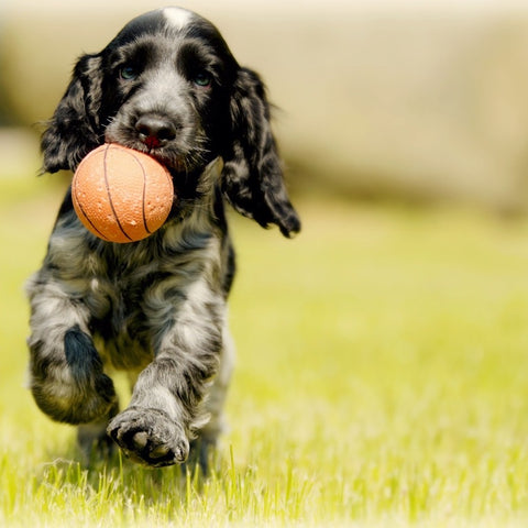 a dog running with a ball in his mouth